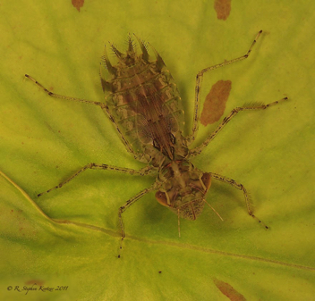 Tramea carolina, nymph